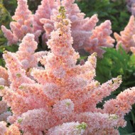 Астильба Astilbe Nikki